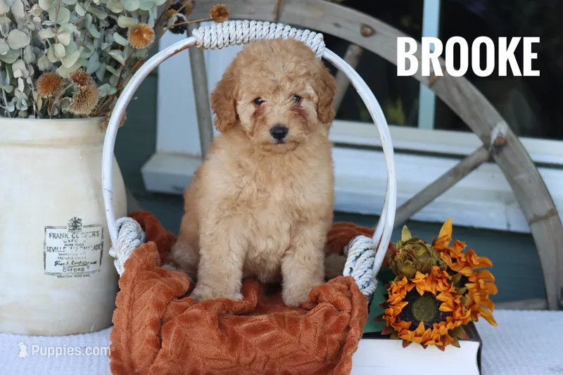 Brooke  – Goldendoodle, Miniature Goldendoodle puppy for sale in Itasca, TX