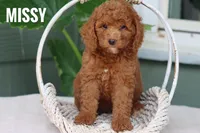 Missy, a female Goldendoodle and Miniature Goldendoodle for sale in Itasca, TX – 1 of 3