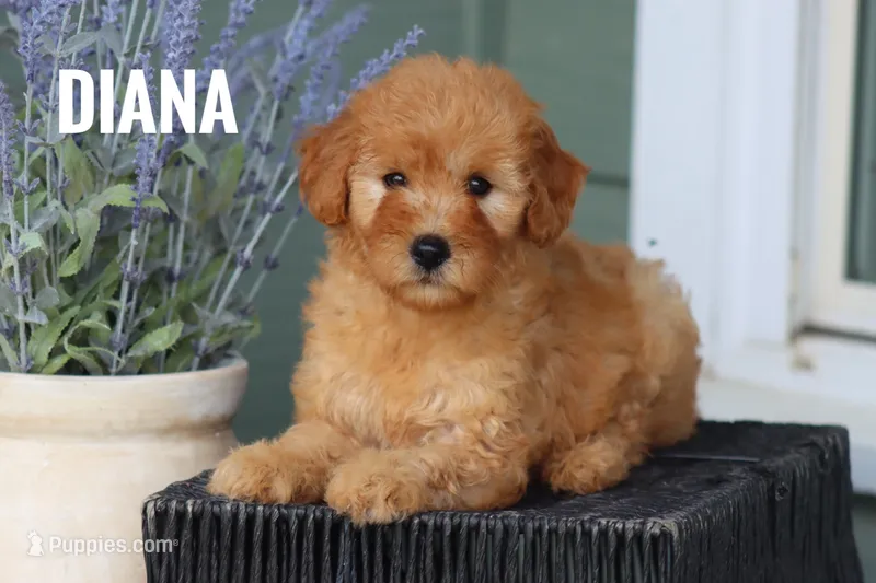 Diana – Goldendoodle, Miniature Goldendoodle puppy for sale in Itasca, TX