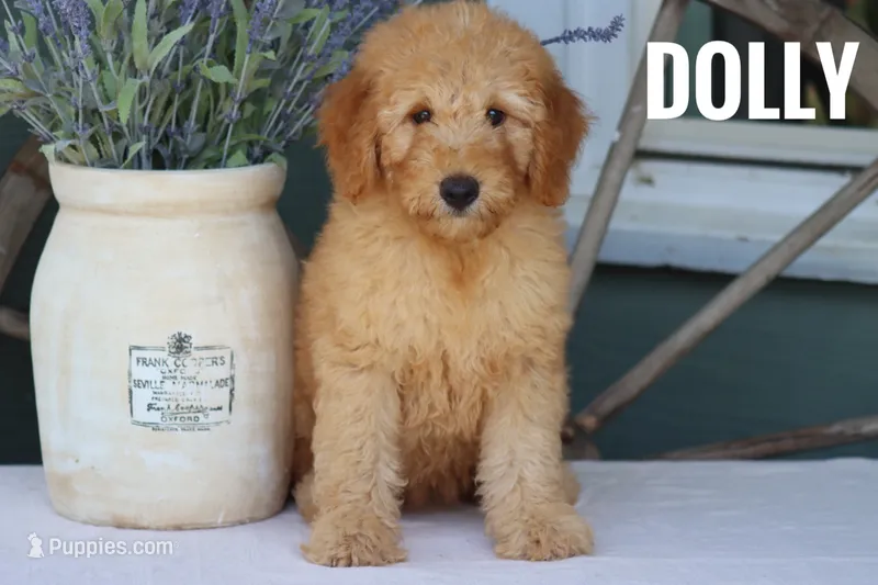 Dolly – Goldendoodle, Miniature Goldendoodle puppy for sale in Itasca, TX