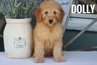 Dolly, a female Goldendoodle and Miniature Goldendoodle for sale in Itasca, TX – 1 of 2