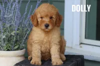 Dolly, a female Goldendoodle and Miniature Goldendoodle for sale in Itasca, TX – 3 of 3