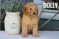 Dolly, a female Goldendoodle and Miniature Goldendoodle for sale in Itasca, TX – 2 of 2