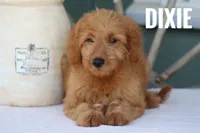 Dixie , a female Goldendoodle and Miniature Goldendoodle for sale in Itasca, TX – 2 of 2