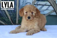 Lyla, a female Goldendoodle and Miniature Goldendoodle for sale in Itasca, TX – Photo 1 of 3