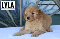 Lyla, a female Goldendoodle and Miniature Goldendoodle for sale in Itasca, TX – Photo 3 of 3