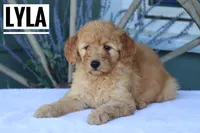Lyla, a female Goldendoodle and Miniature Goldendoodle for sale in Itasca, TX – Photo 2 of 3