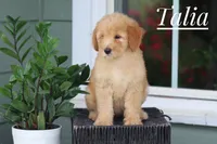 Talia, a female Goldendoodle and Miniature Goldendoodle for sale in Itasca, TX – 3 of 3