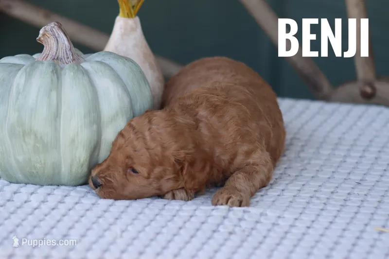 Benji – Goldendoodle, Miniature Goldendoodle puppy for sale in Itasca, TX