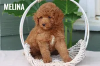 Melina , a female Goldendoodle and Miniature Goldendoodle for sale in Itasca, TX – 2 of 4