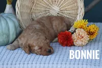 Bonnie, a female Goldendoodle and Miniature Goldendoodle for sale in Itasca, TX – 4 of 4