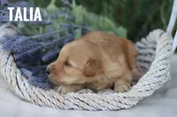 Talia, a female Goldendoodle and Miniature Goldendoodle for sale in Itasca, TX – 3 of 4