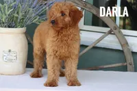 Darla , a female Goldendoodle and Miniature Goldendoodle for sale in Itasca, TX – 3 of 3