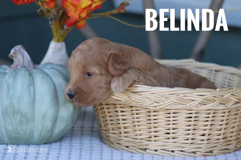 Belinda – Goldendoodle, Miniature Goldendoodle puppy for sale in Itasca, TX