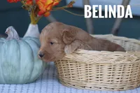 Belinda, a female Goldendoodle and Miniature Goldendoodle for sale in Itasca, TX – 1 of 3