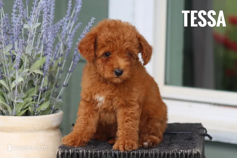 Tessa – Goldendoodle, Miniature Goldendoodle puppy for sale in Itasca, TX