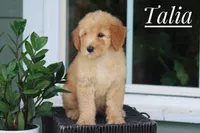 Talia, a female Goldendoodle and Miniature Goldendoodle for sale in Itasca, TX – 2 of 3