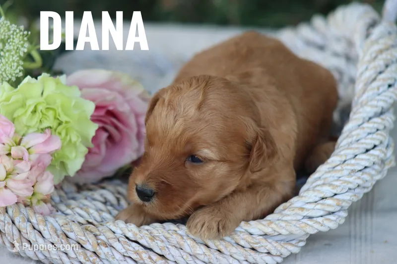 Diana – Goldendoodle, Miniature Goldendoodle puppy for sale in Itasca, TX