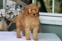Sunny, a male Goldendoodle and Miniature Goldendoodle for sale in Itasca, TX – Photo 3 of 4