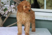 Sunny, a male Goldendoodle and Miniature Goldendoodle for sale in Itasca, TX – Photo 4 of 4