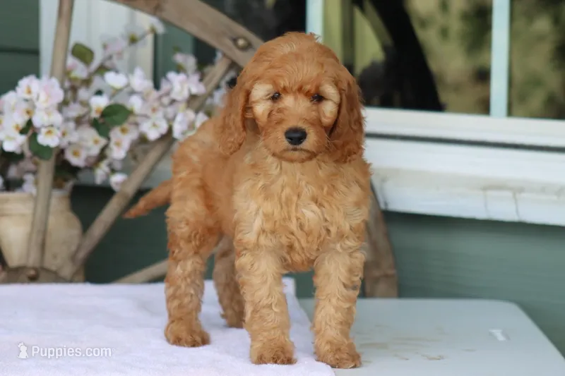 Sunny – Goldendoodle, Miniature Goldendoodle puppy for sale in Itasca, TX