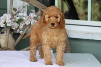 Sunny, a male Goldendoodle and Miniature Goldendoodle for sale in Itasca, TX – Photo 1 of 4