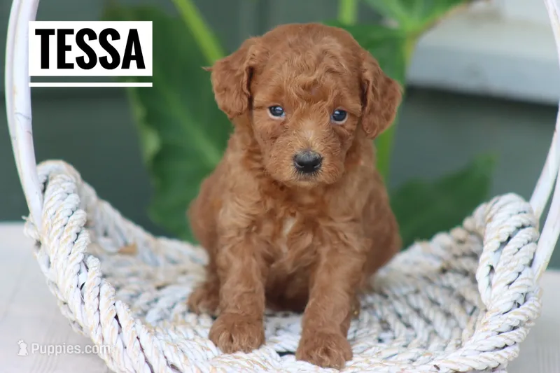 Tessa – Goldendoodle, Miniature Goldendoodle puppy for sale in Itasca, TX