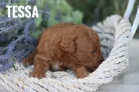 Tessa, a female Goldendoodle and Miniature Goldendoodle for sale in Itasca, TX – 2 of 4