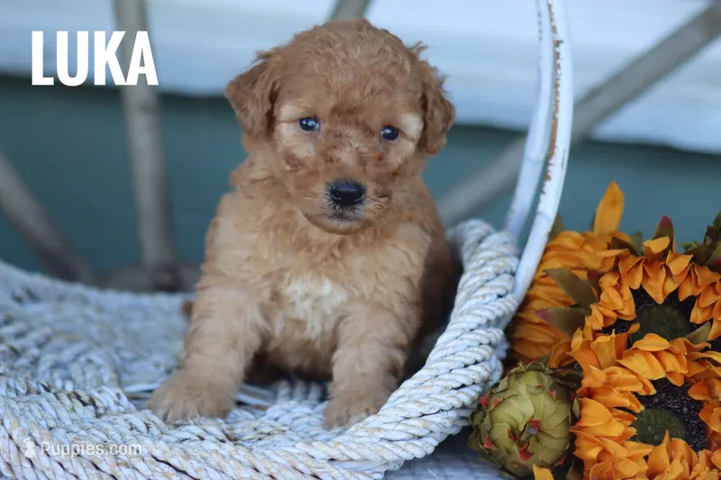 Luka – Goldendoodle, Miniature Goldendoodle puppy for sale in Itasca, TX