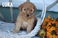 Luka, a male Goldendoodle and Miniature Goldendoodle for sale in Itasca, TX – 1 of 4