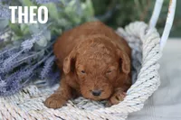 Theo, a male Goldendoodle and Miniature Goldendoodle for sale in Itasca, TX – 1 of 3