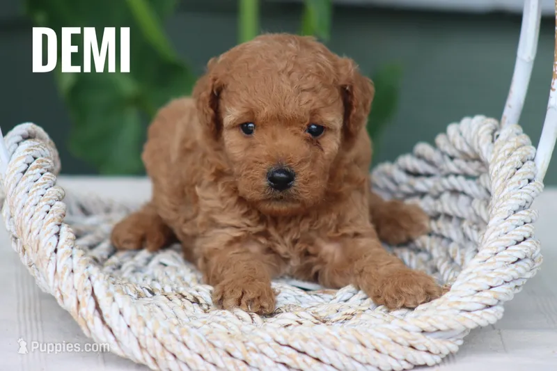 Demi – Goldendoodle, Miniature Goldendoodle puppy for sale in Itasca, TX
