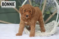 Bonnie, a female Goldendoodle and Miniature Goldendoodle for sale in Itasca, TX – Photo 2 of 4