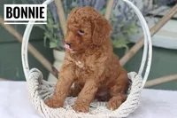 Bonnie, a female Goldendoodle and Miniature Goldendoodle for sale in Itasca, TX – Photo 3 of 4