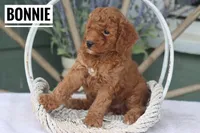 Bonnie, a female Goldendoodle and Miniature Goldendoodle for sale in Itasca, TX – Photo 4 of 4