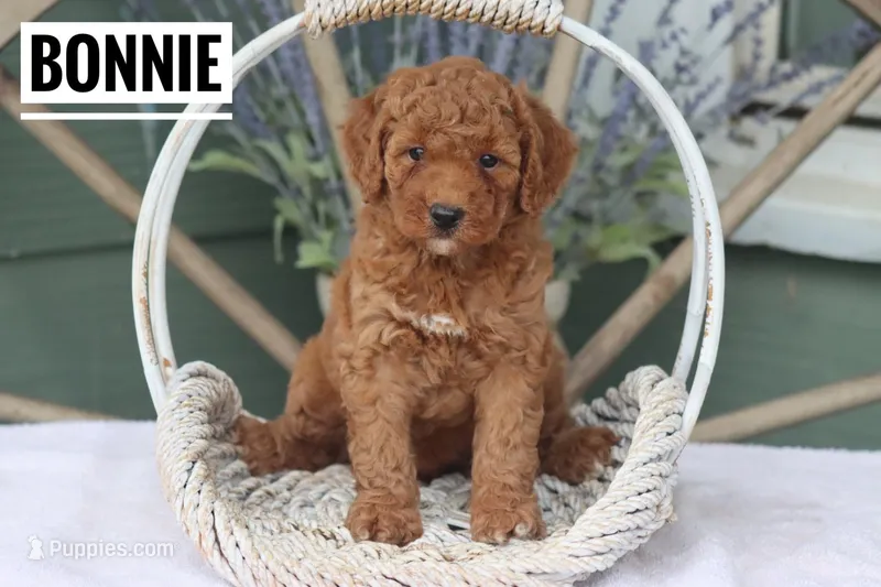 Bonnie – Goldendoodle, Miniature Goldendoodle puppy for sale in Itasca, TX