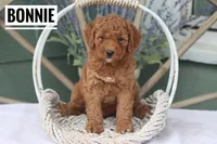 Bonnie, a female Goldendoodle and Miniature Goldendoodle for sale in Itasca, TX – Photo 1 of 4