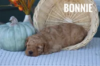Bonnie, a female Goldendoodle and Miniature Goldendoodle for sale in Itasca, TX – 2 of 4
