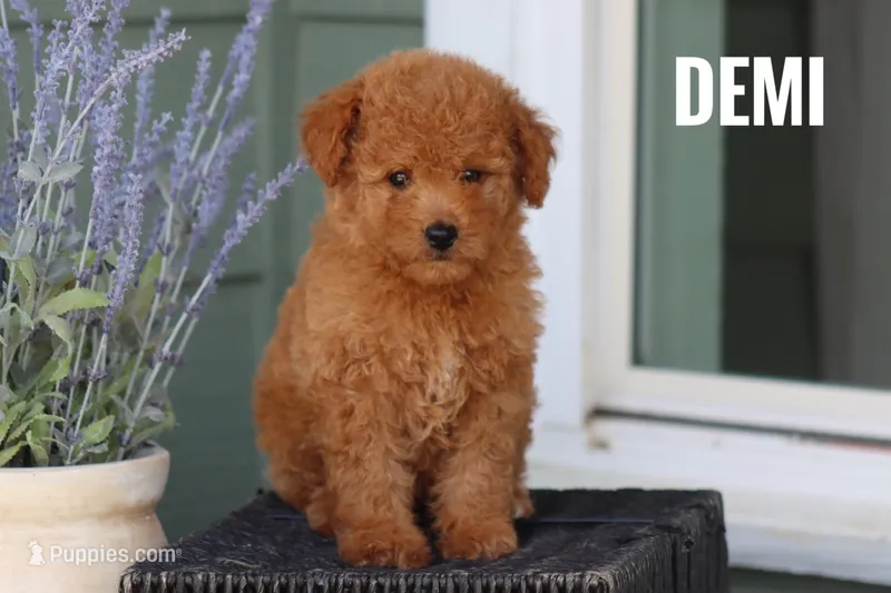 Demi – Goldendoodle, Miniature Goldendoodle puppy for sale in Itasca, TX
