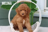 Melina , a female Goldendoodle and Miniature Goldendoodle for sale in Itasca, TX – 4 of 4