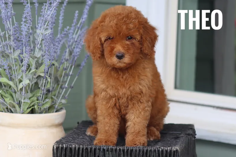 Theo – Goldendoodle, Miniature Goldendoodle puppy for sale in Itasca, TX