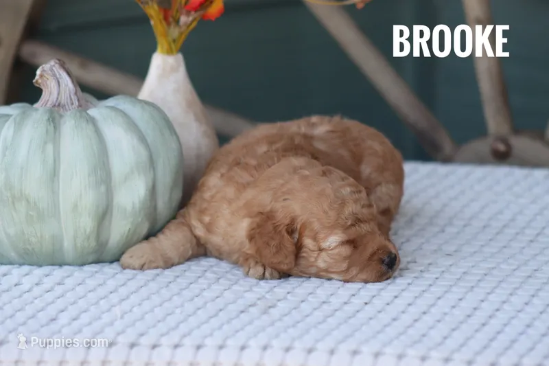 Brooke  – Goldendoodle, Miniature Goldendoodle puppy for sale in Itasca, TX