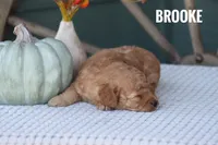 Brooke , a female Goldendoodle and Miniature Goldendoodle for sale in Itasca, TX – 1 of 2