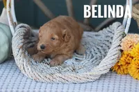 Belinda, a female Goldendoodle and Miniature Goldendoodle for sale in Itasca, TX – 3 of 3