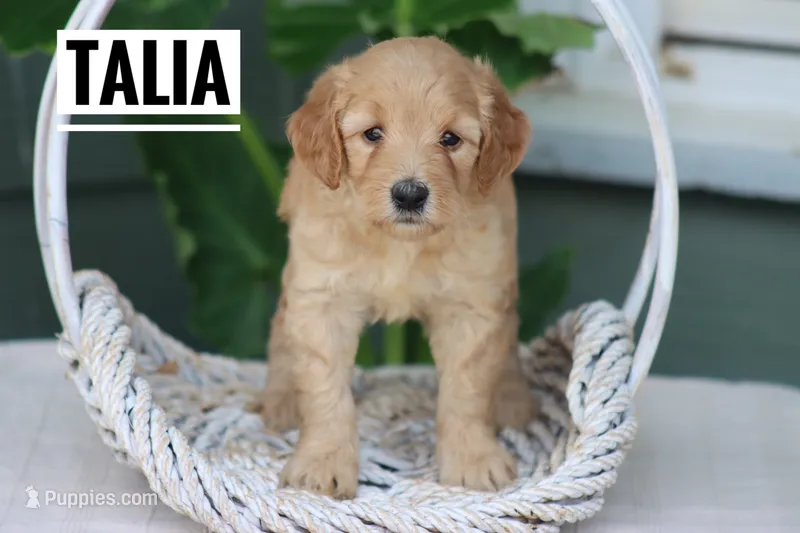 Talia – Goldendoodle, Miniature Goldendoodle puppy for sale in Itasca, TX