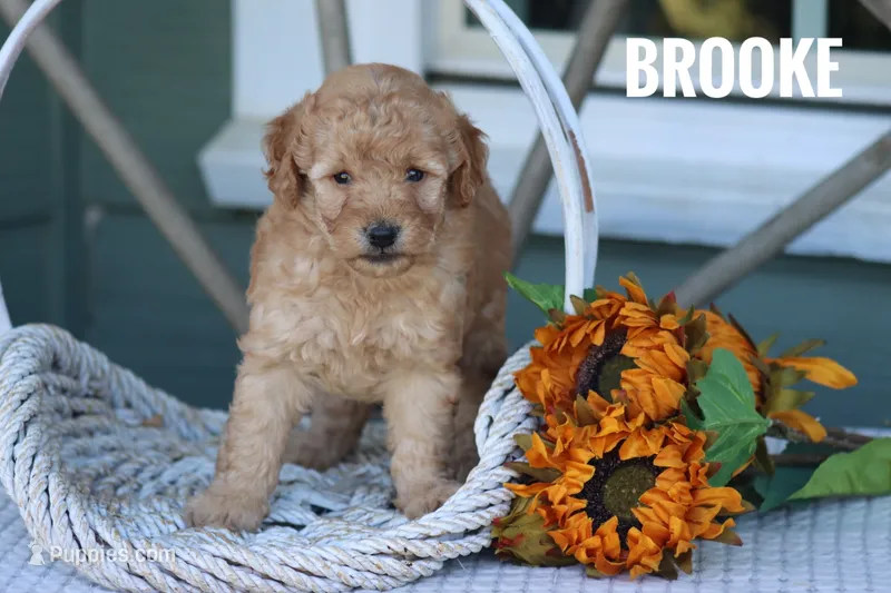 Brooke  – Goldendoodle, Miniature Goldendoodle puppy for sale in Itasca, TX