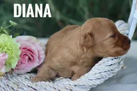 Diana, a female Goldendoodle and Miniature Goldendoodle for sale in Itasca, TX – 3 of 4