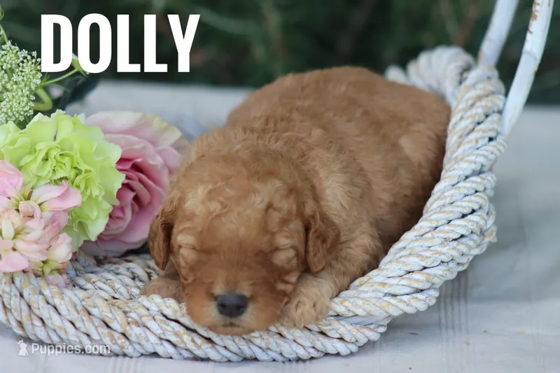 Dolly – Goldendoodle, Miniature Goldendoodle puppy for sale in Itasca, TX