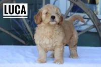 Luca, a male Goldendoodle and Miniature Goldendoodle for sale in Itasca, TX – Photo 4 of 4