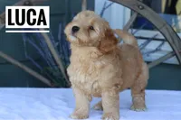 Luca, a male Goldendoodle and Miniature Goldendoodle for sale in Itasca, TX – Photo 3 of 4